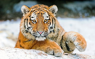 selective photography of Tiger lying on ground